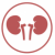 kidney-image